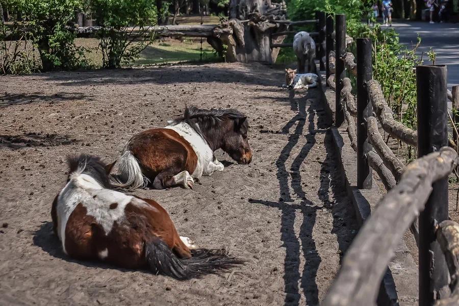 Фото Вызывайте Айболита: животные Новосибирского зоопарка изнемогают от аномальной жары 11